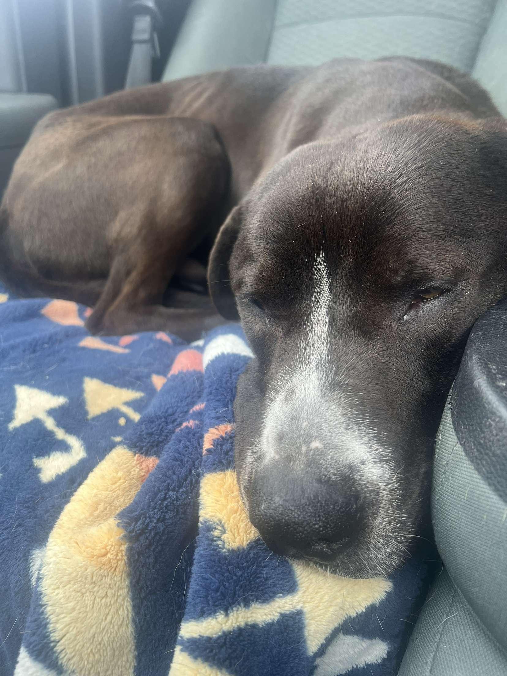 Sonny, a Adoptable mixed breed in Santa Clara, CA image 4/5