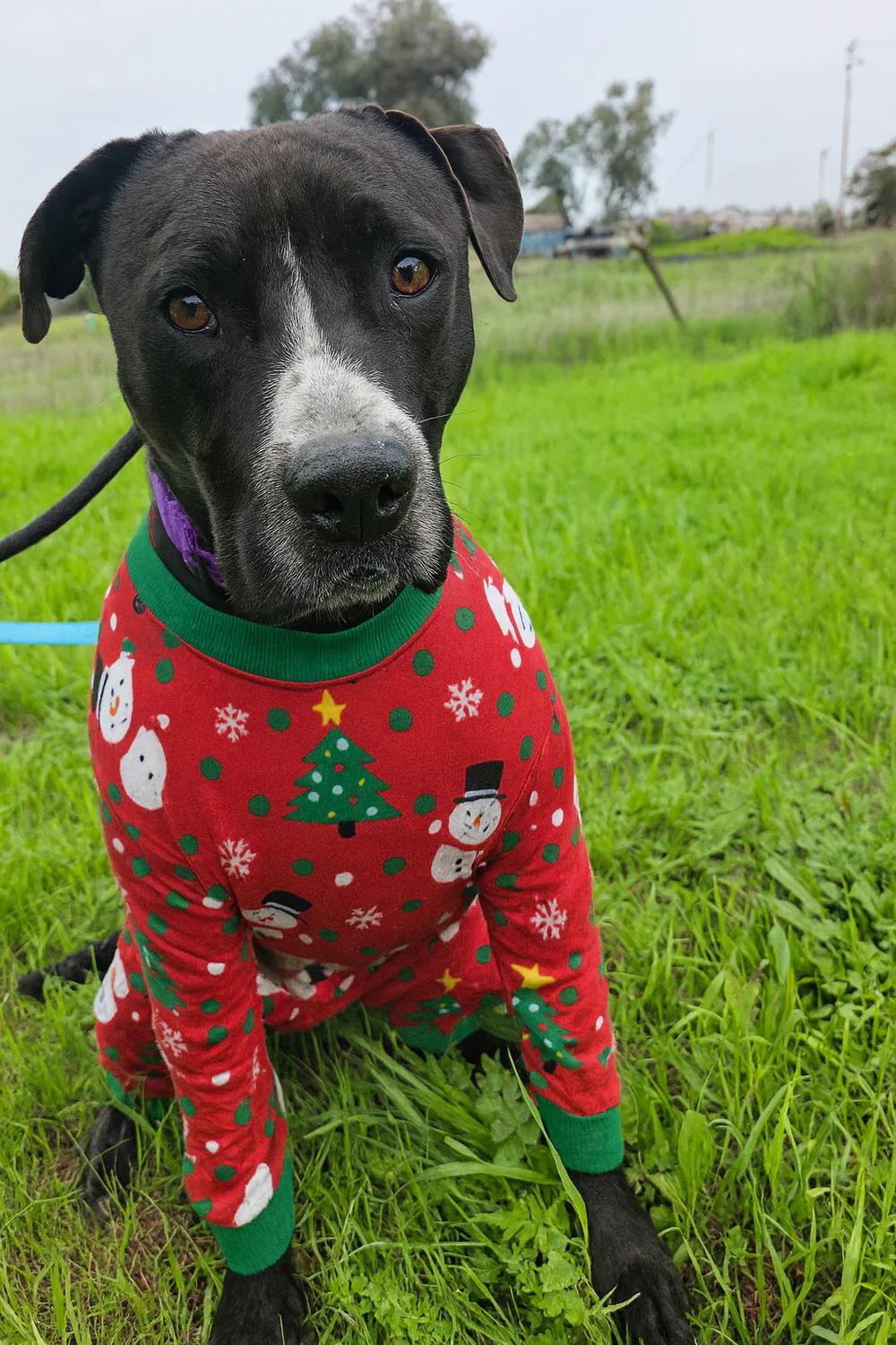 Enlarge Sonny, a Adoptable mixed breed in Santa Clara, CA image 5/5