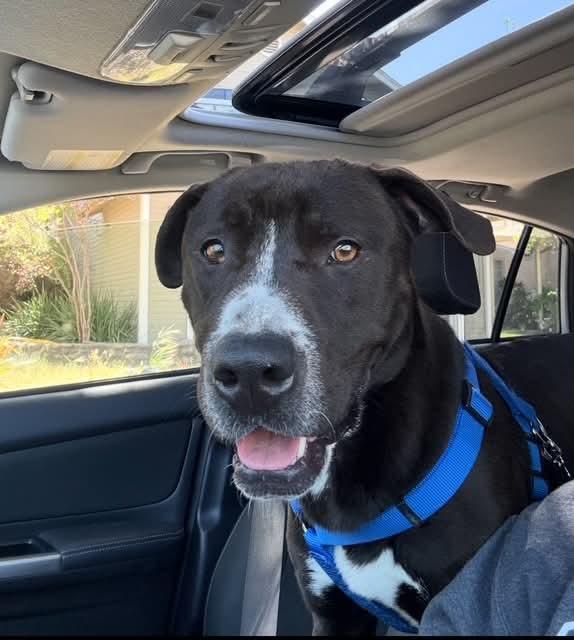 SONNY, Adult Male Pit Bull Terrier