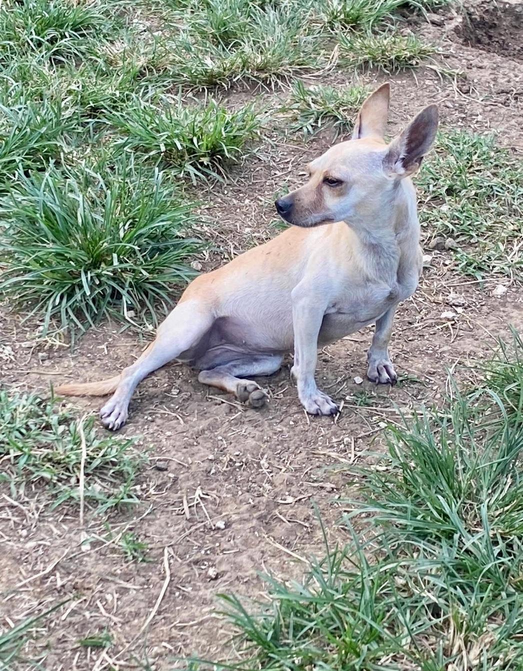BRITTANY, an adopted mixed breed in Villalba, PR image 2/3
