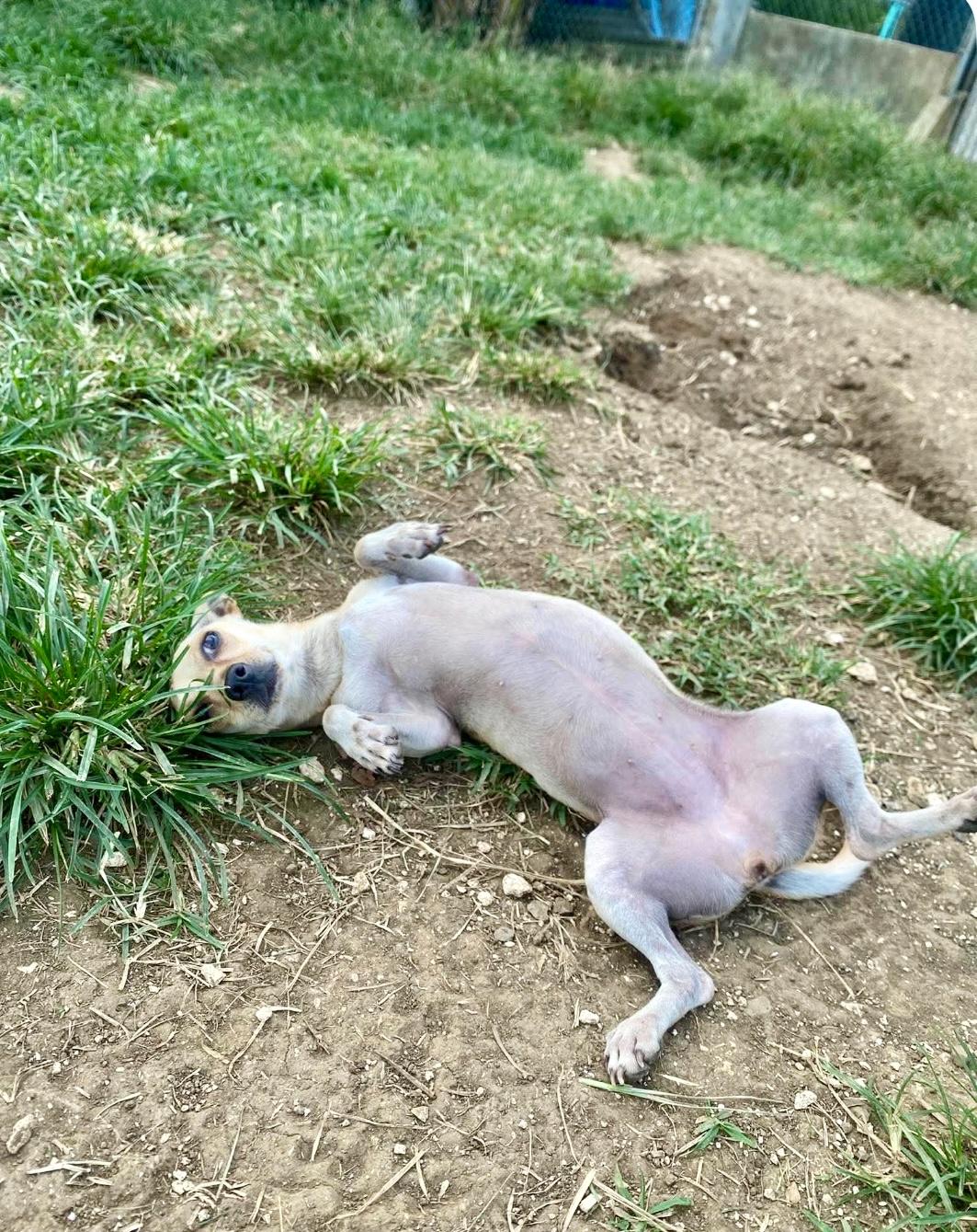 BRITTANY, adopted, Adult Female Chihuahua.
