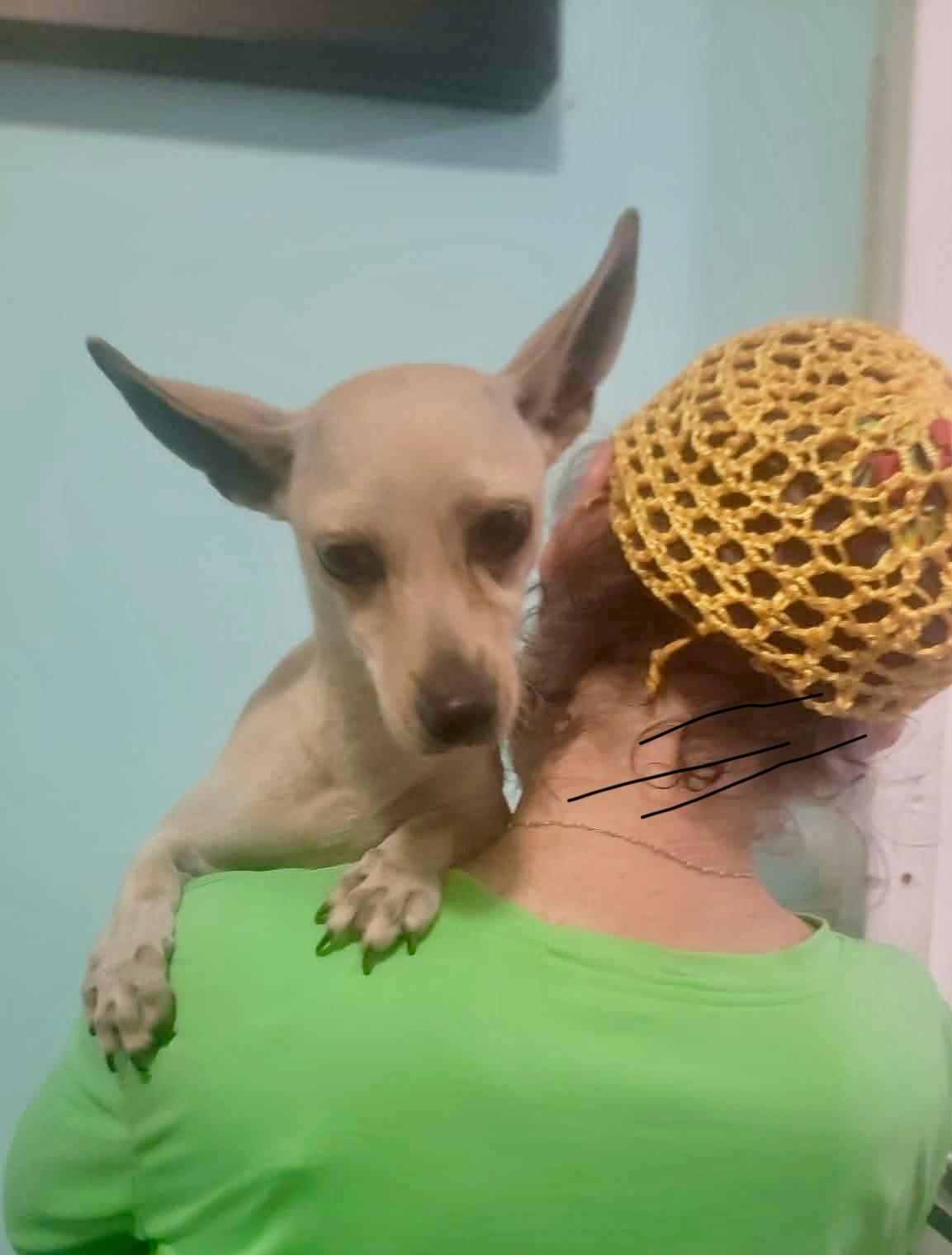 BRITTANY, an adopted mixed breed in Villalba, PR image 3/3