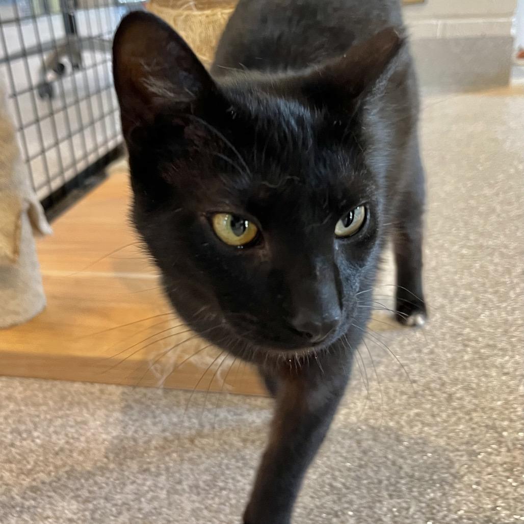 Bullseye, Adoptable, Adult Male Domestic Short Hair & Domestic Short Hair.