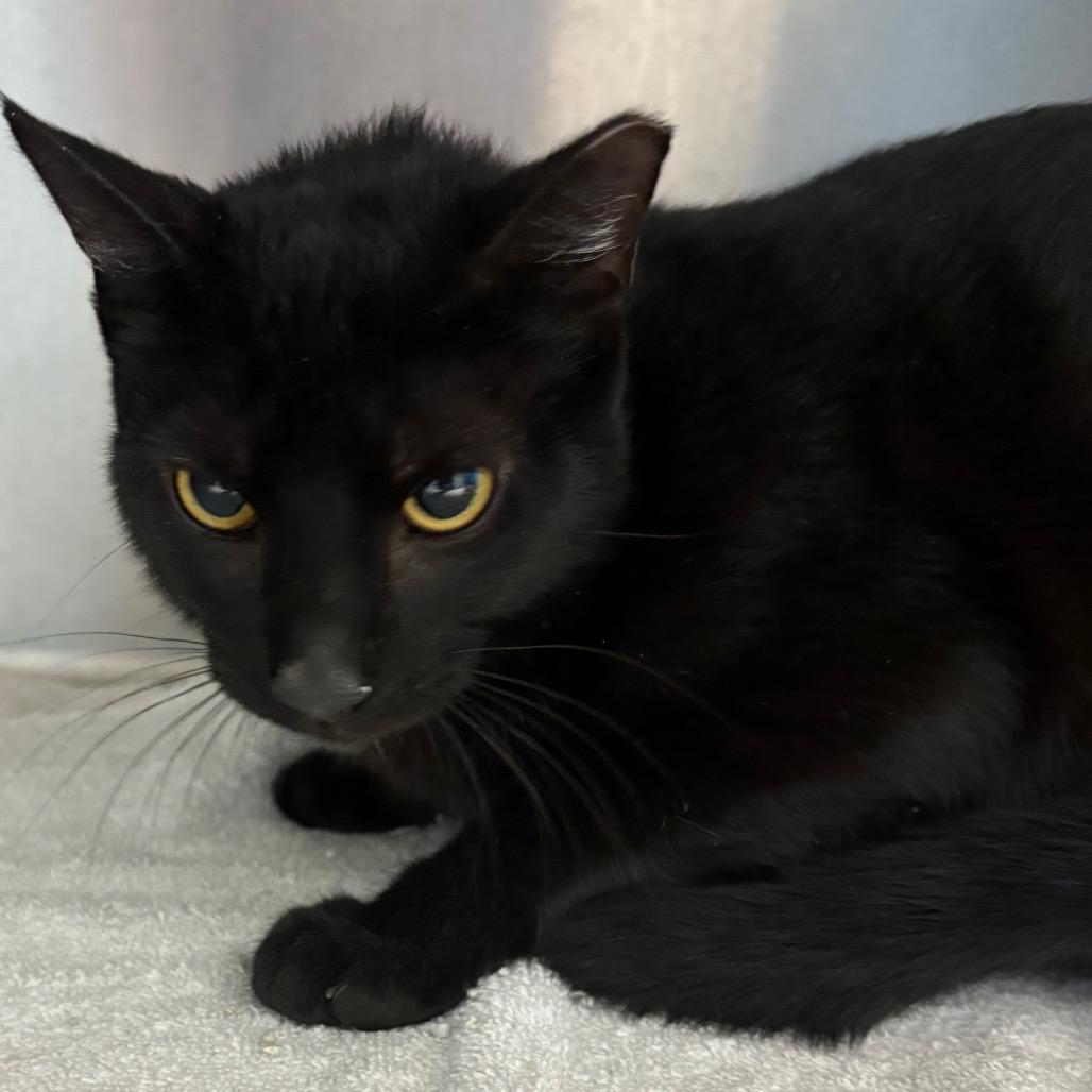 Enlarge Bullseye, a Adoptable mixed breed in Englewood, FL image 2/2