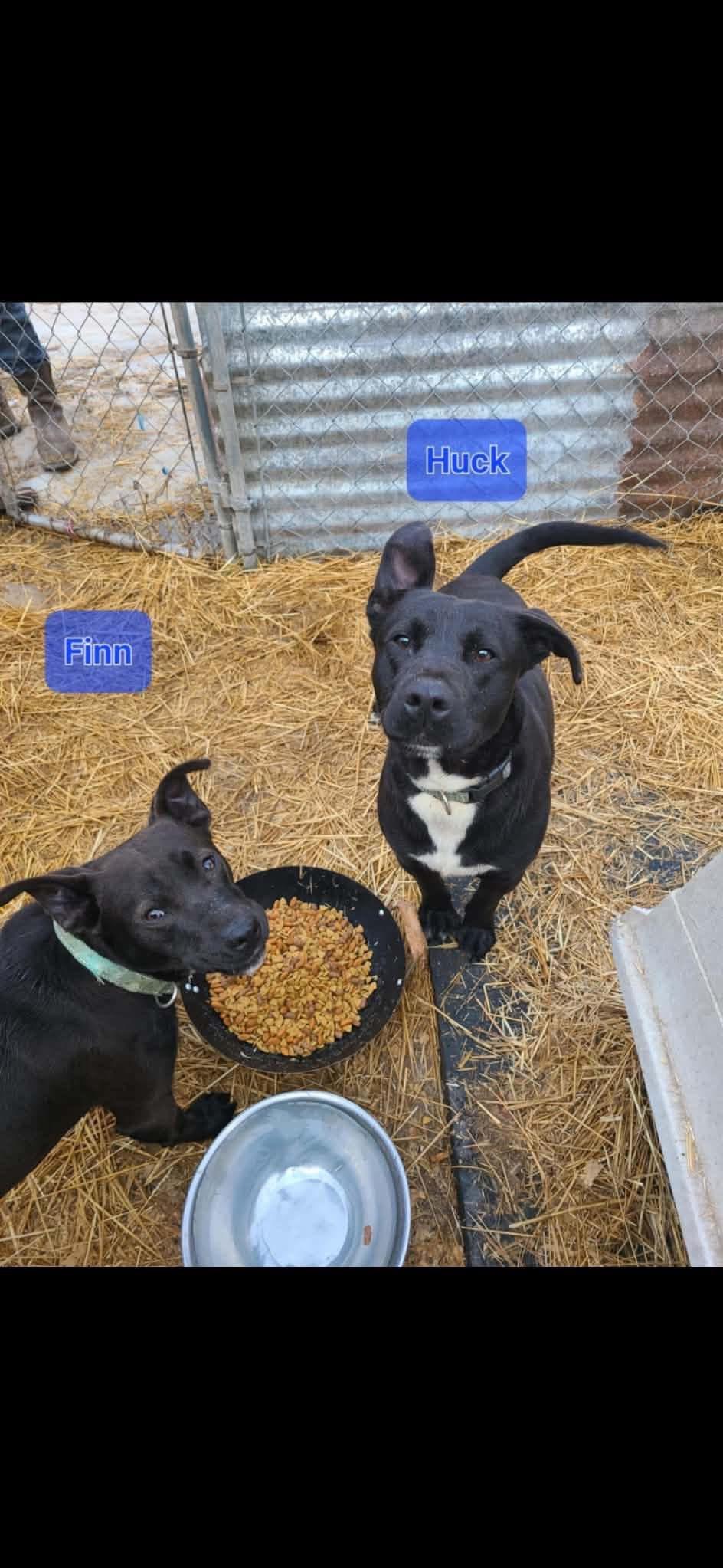 Enlarge Finn, a ADOPTABLE mixed breed in Woodbury, NJ image 3/3