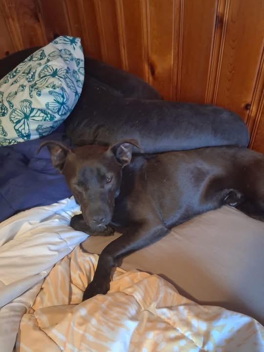 Enlarge Finn, a ADOPTABLE mixed breed in Woodbury, NJ image 2/3