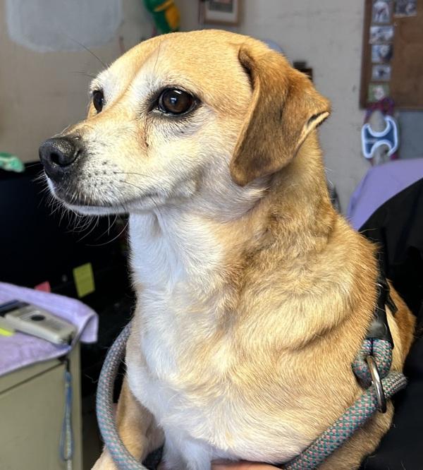 Enlarge Squirrel, a Adoptable mixed breed in San Gabriel, CA image 1/4