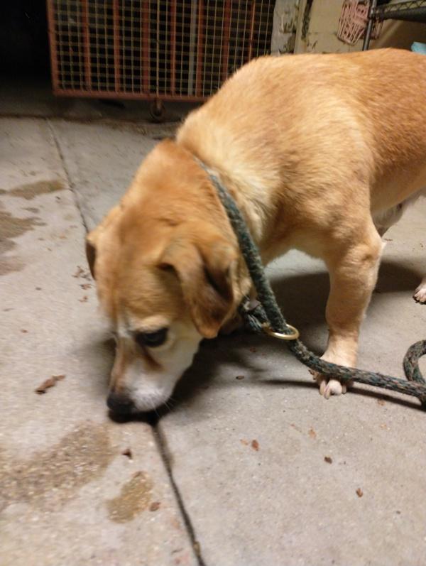 Enlarge Squirrel, a Adoptable mixed breed in San Gabriel, CA image 3/4