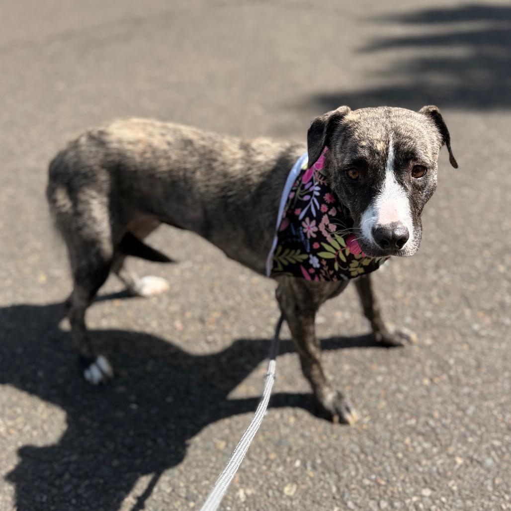 Enlarge Ellie, a Adoptable mixed breed in Newberg, OR image 1/6