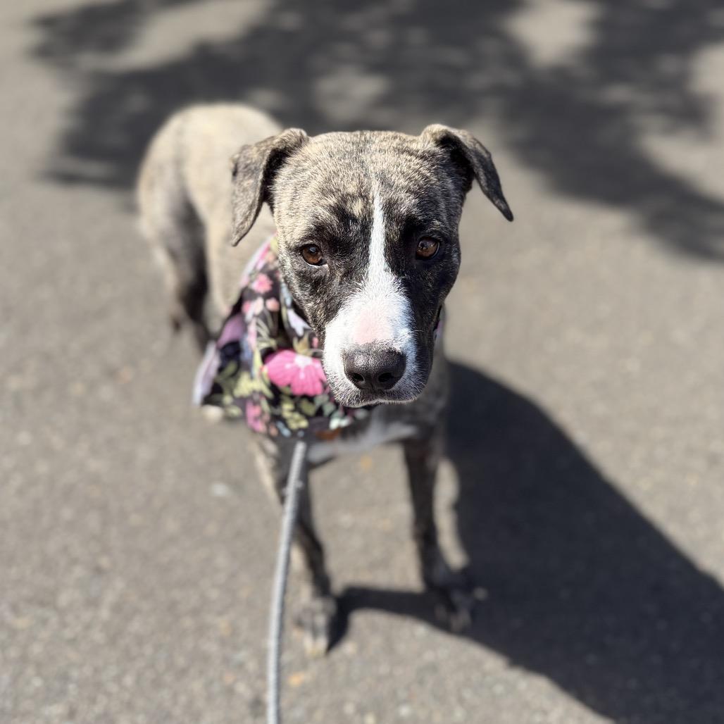 Enlarge Ellie, a Adoptable mixed breed in Newberg, OR image 2/6