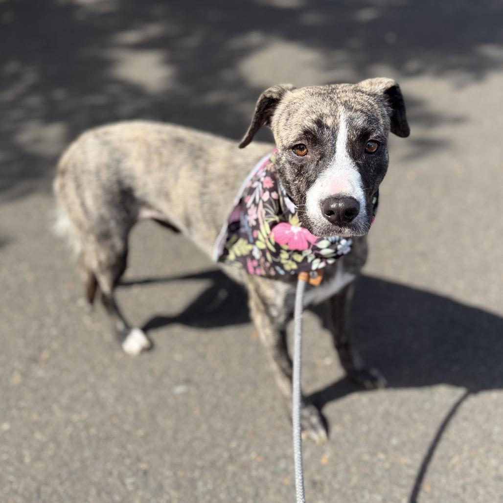 Enlarge Ellie, a Adoptable mixed breed in Newberg, OR image 3/6