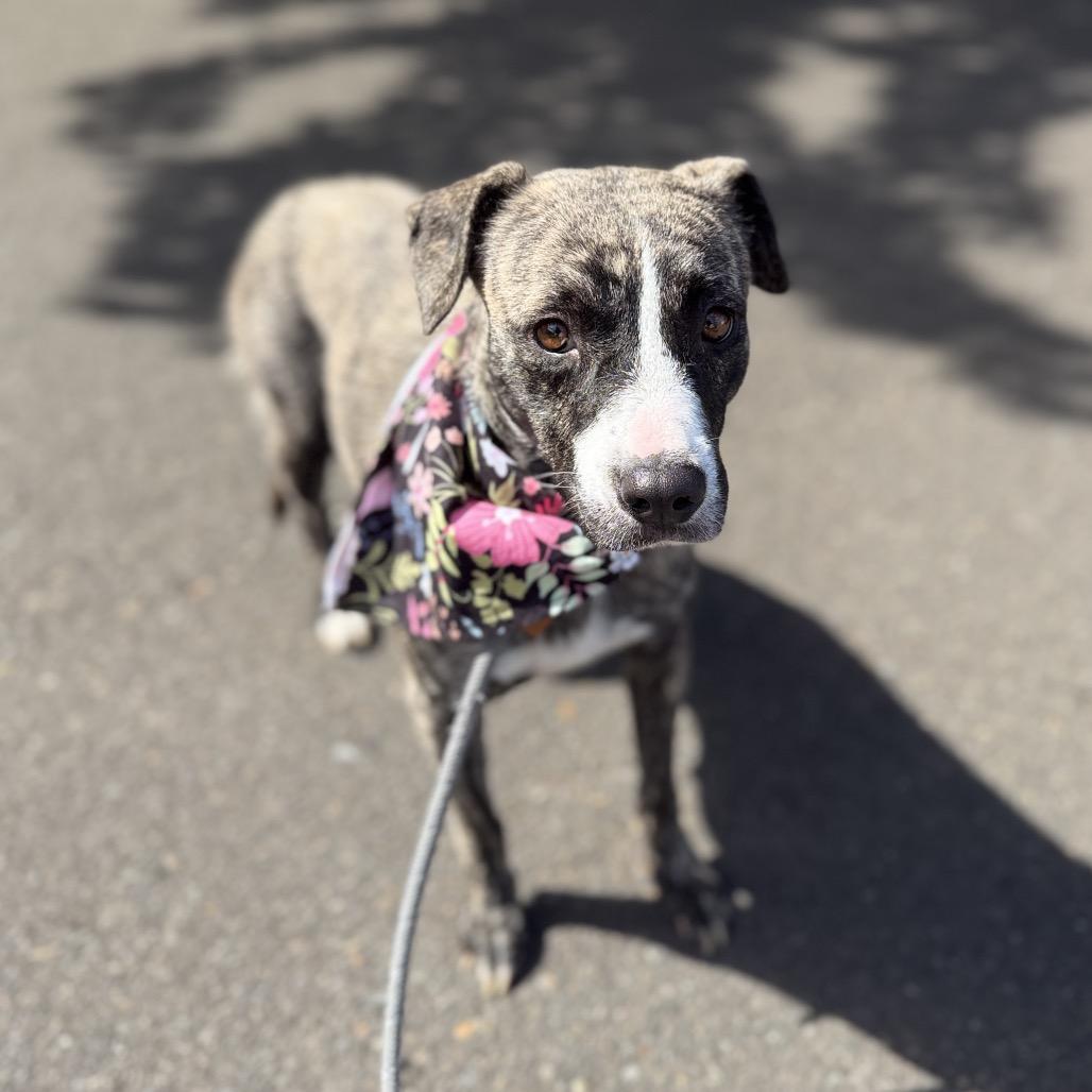 Enlarge Ellie, a Adoptable mixed breed in Newberg, OR image 4/6