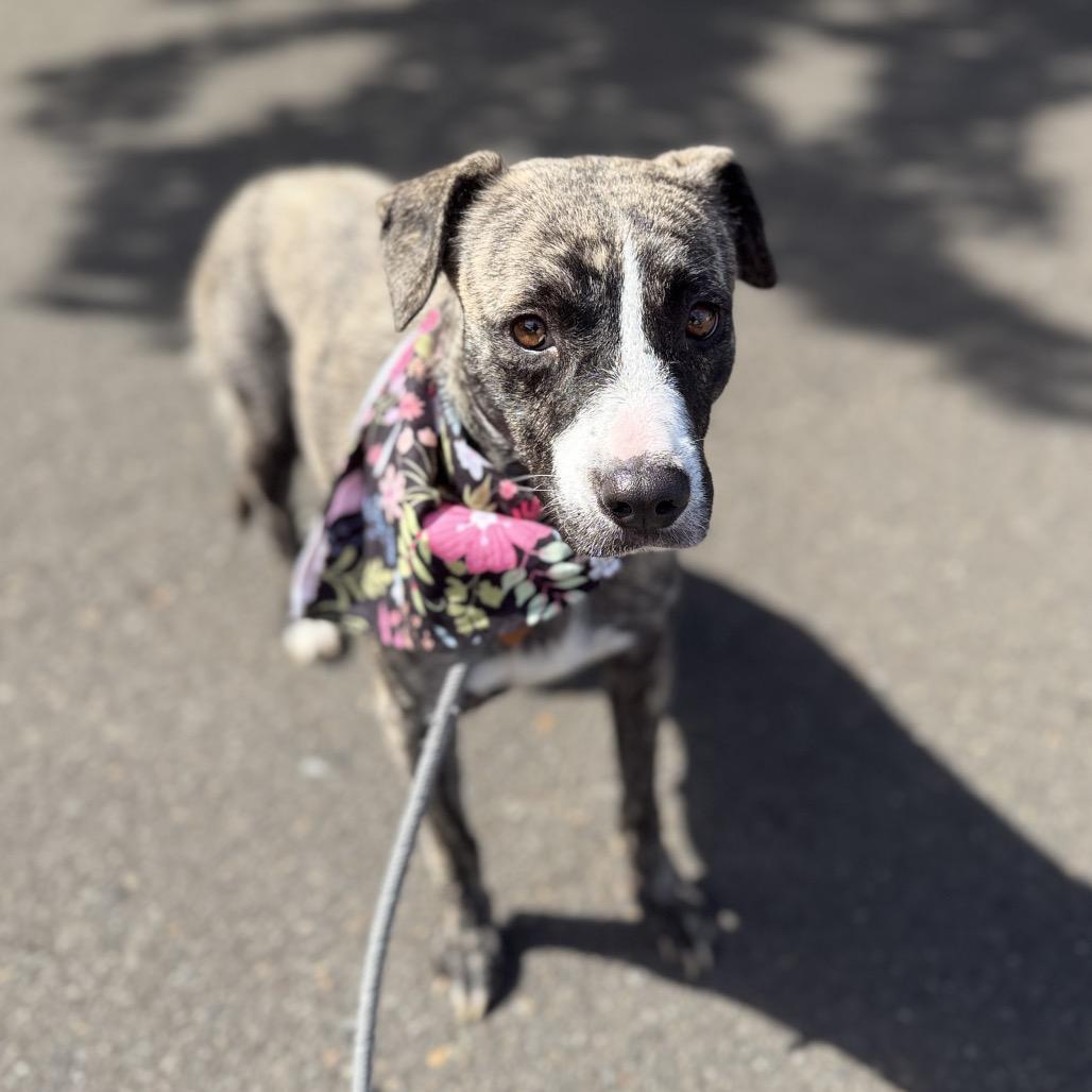 Enlarge Ellie, a Adoptable mixed breed in Newberg, OR image 5/6