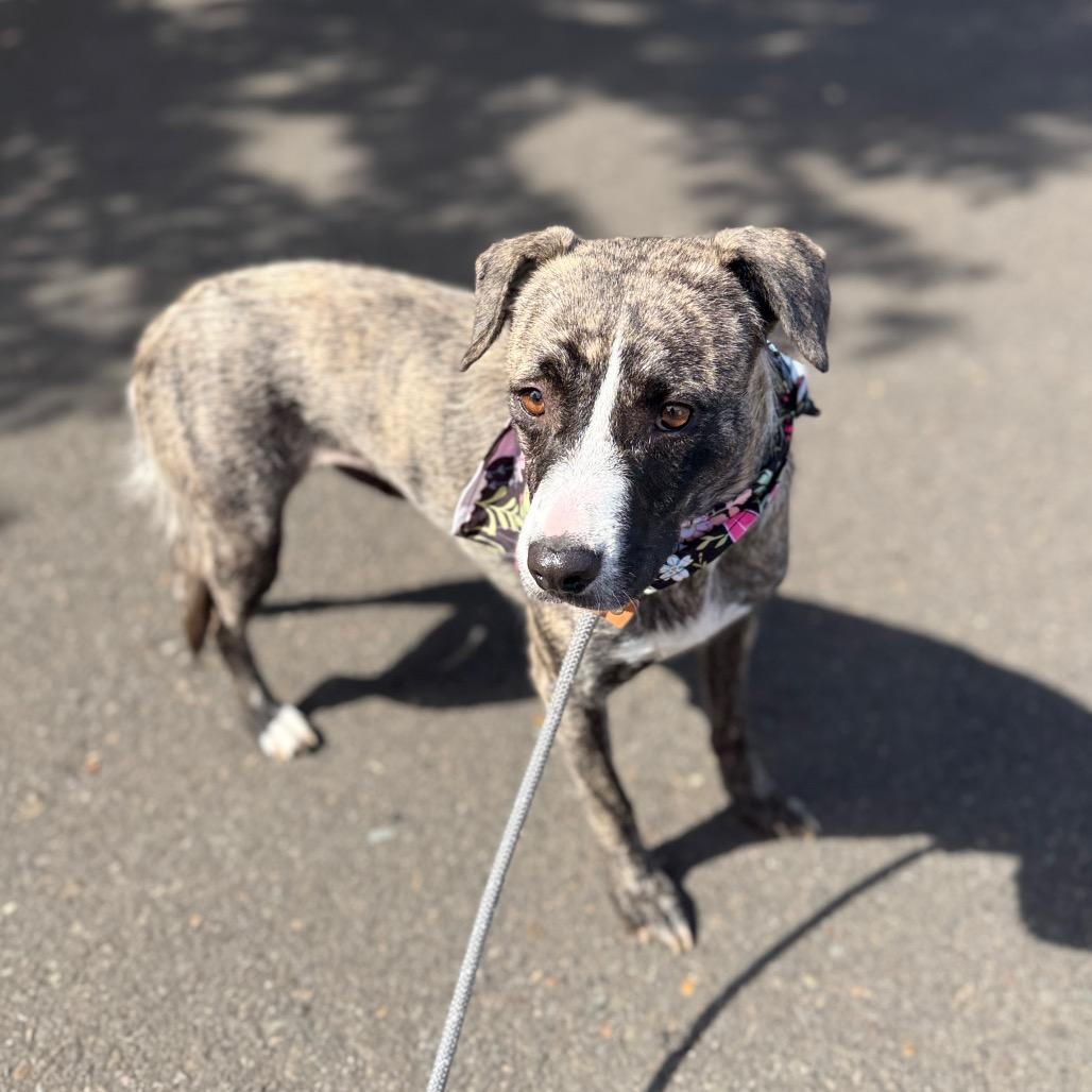 Enlarge Ellie, a Adoptable mixed breed in Newberg, OR image 6/6