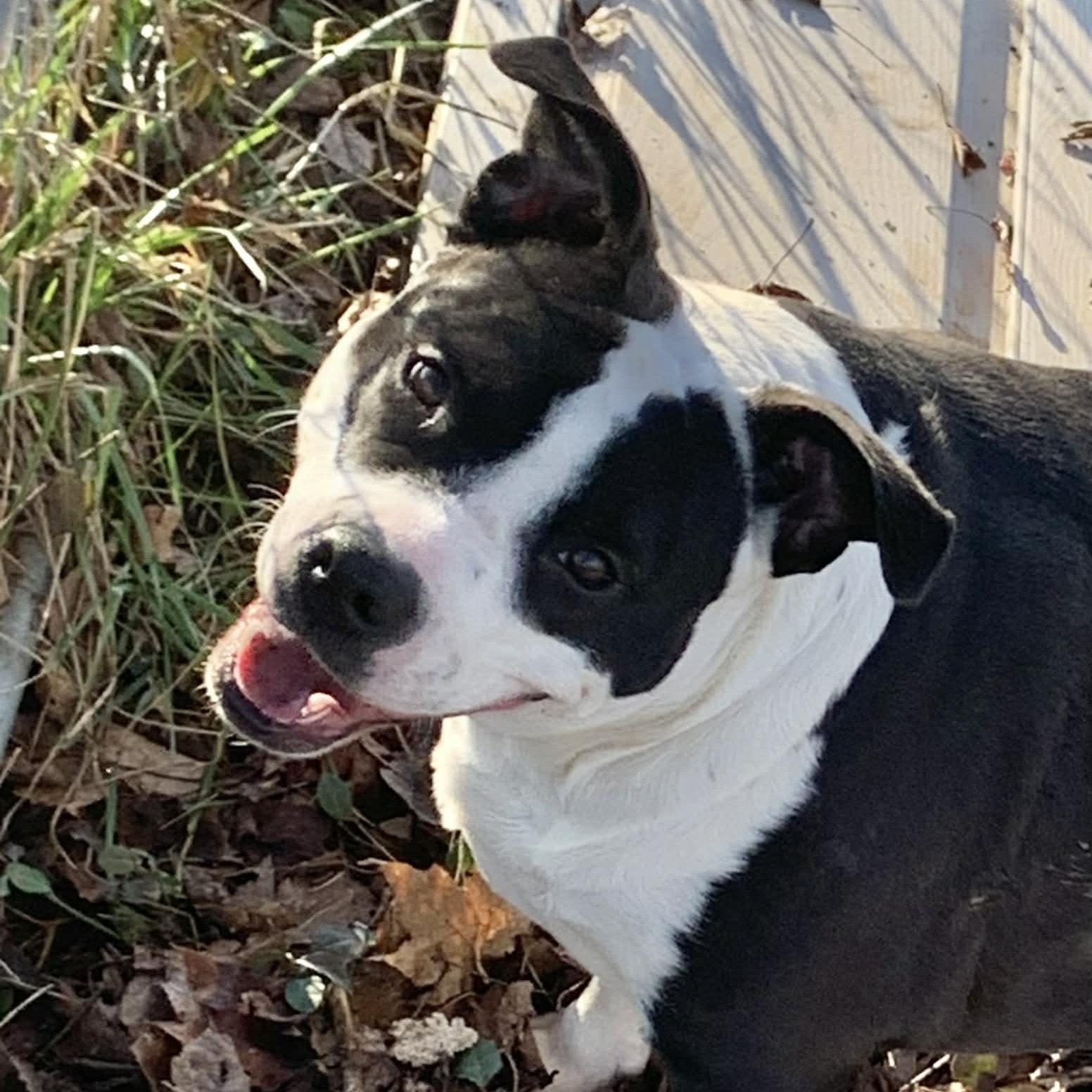 Jinx, a Adoptable mixed breed in Gallatin, TN image 2/5