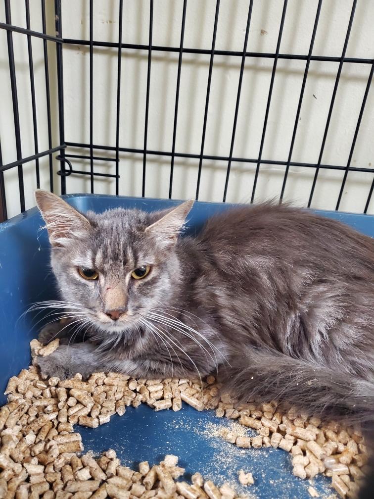 Enlarge Abigail, a Adoptable Domestic Long Hair in New Manchester, WV image 1/1