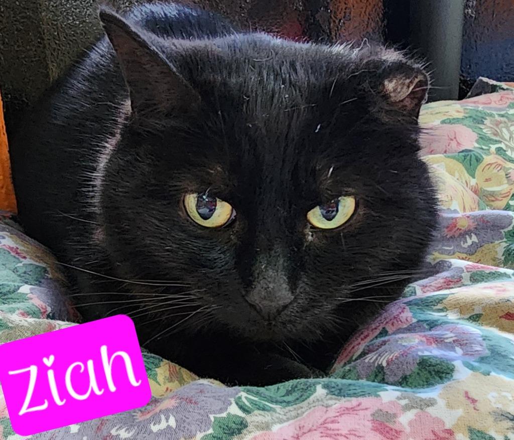Ziah, Adoptable, Adult Female Domestic Short Hair.