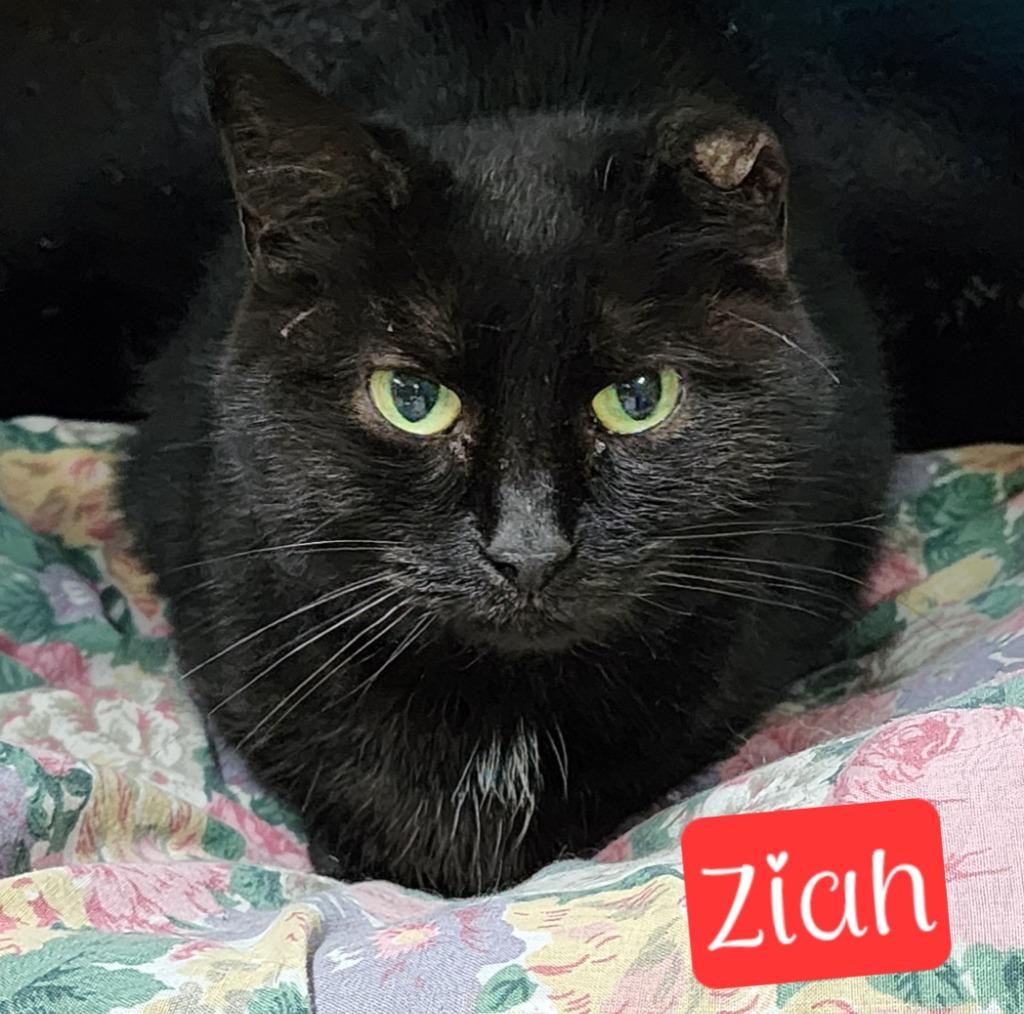 Enlarge Ziah, a Adoptable mixed breed in Jim Thorpe, PA image 3/6