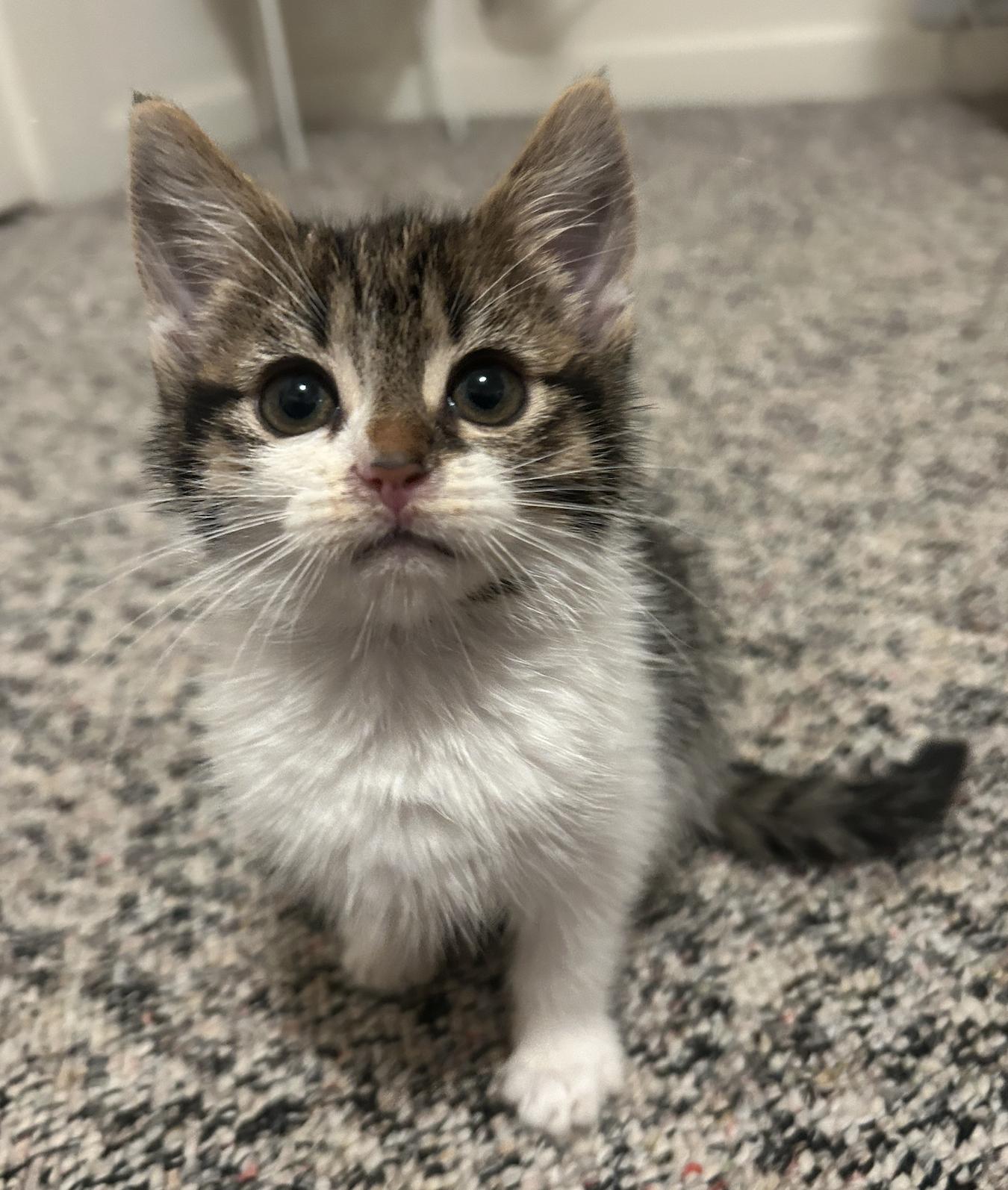 Enlarge Andie, a Adoptable mixed breed in Emeryville, CA image 3/3