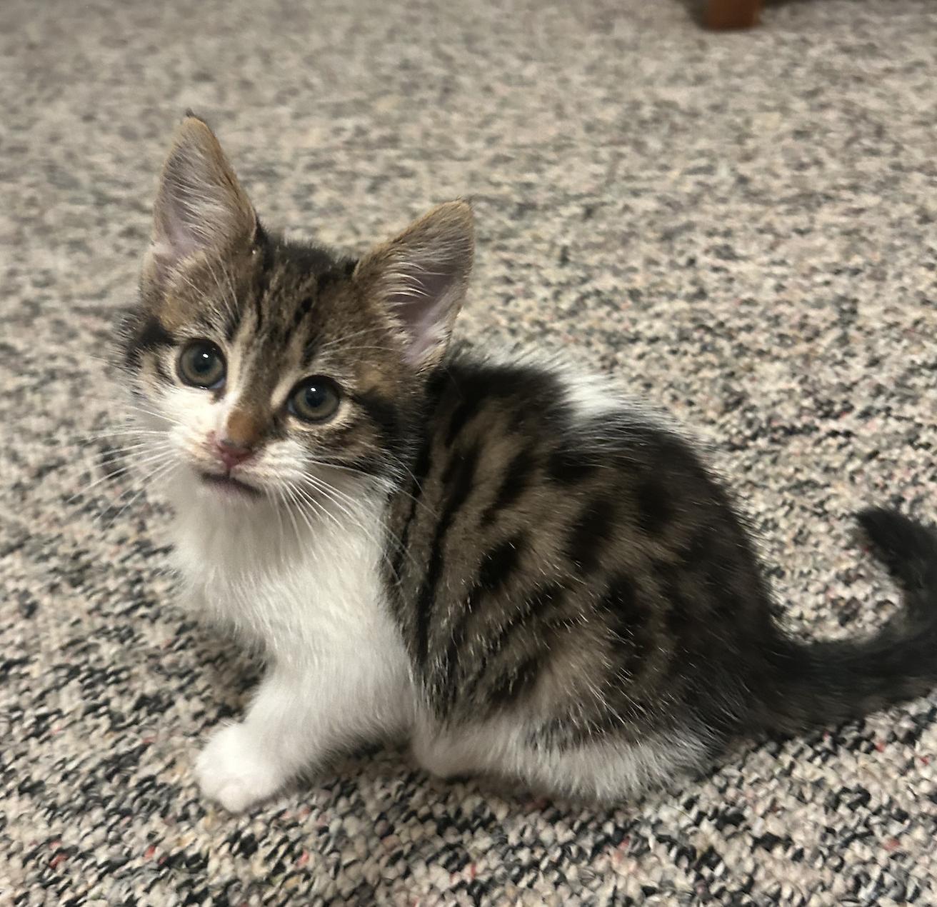 Andie, Adoptable, Kitten Female Domestic Medium Hair.