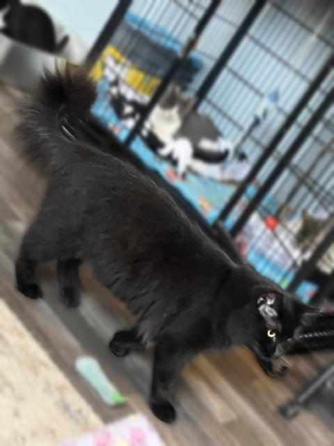 Morgana, Adoptable, Adult Female Domestic Long Hair.