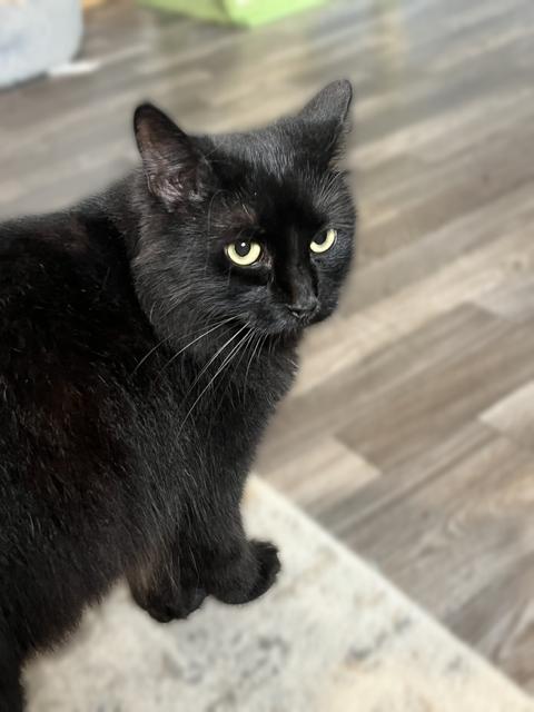 Morgana, a Adoptable Domestic Long Hair in New Blaine, AR image 2/3