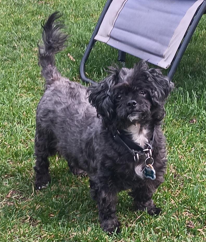 Toby, a Adoptable Shih Tzu image 2/2