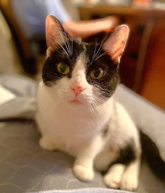Enlarge Kitty, a Adoptable Domestic Short Hair in Shawnee, KS image 1/3