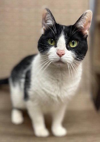 Enlarge Kitty, a Adoptable Domestic Short Hair in Shawnee, KS image 2/3