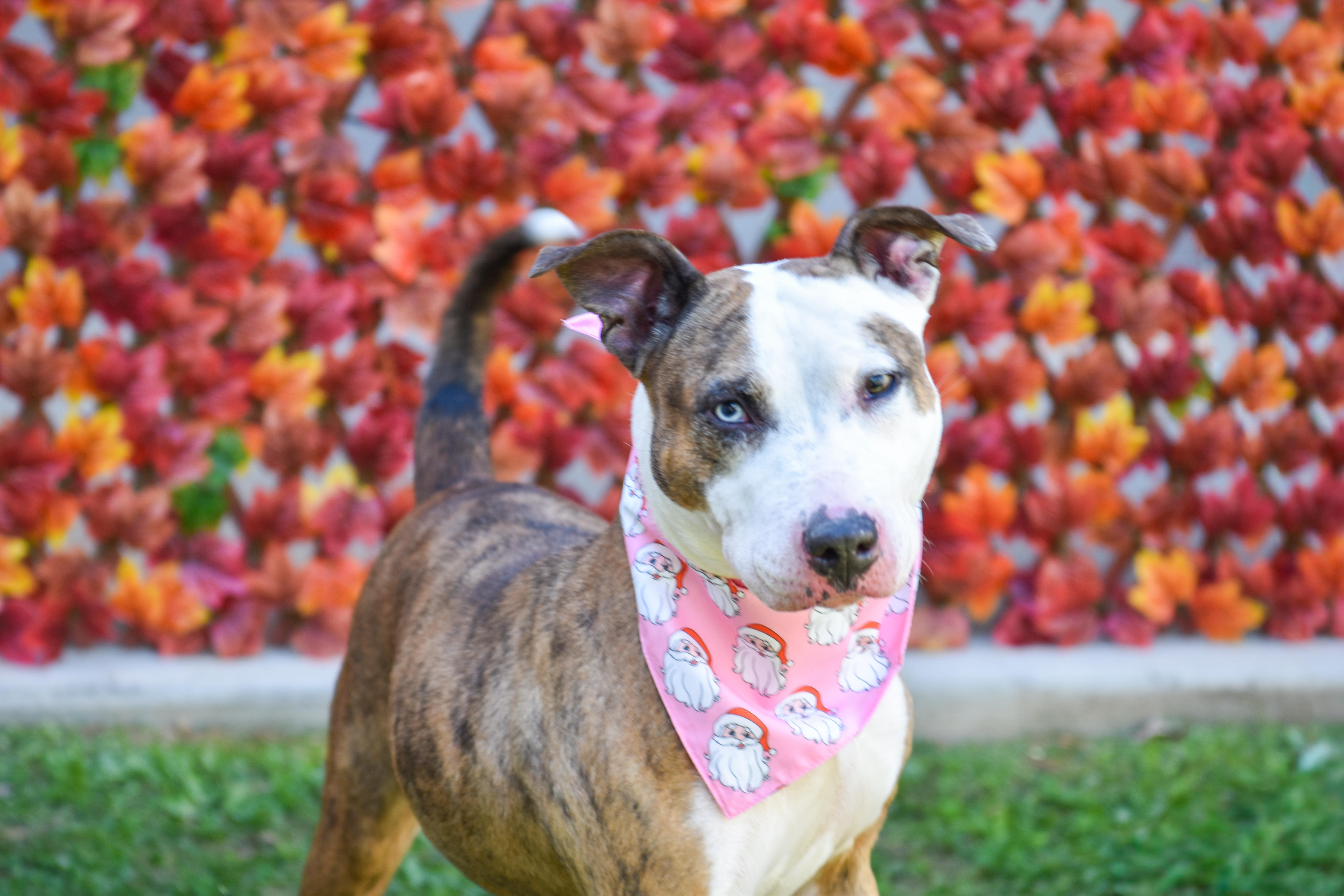 Bryndal, a Adoptable mixed breed in Lancaster, SC image 1/4