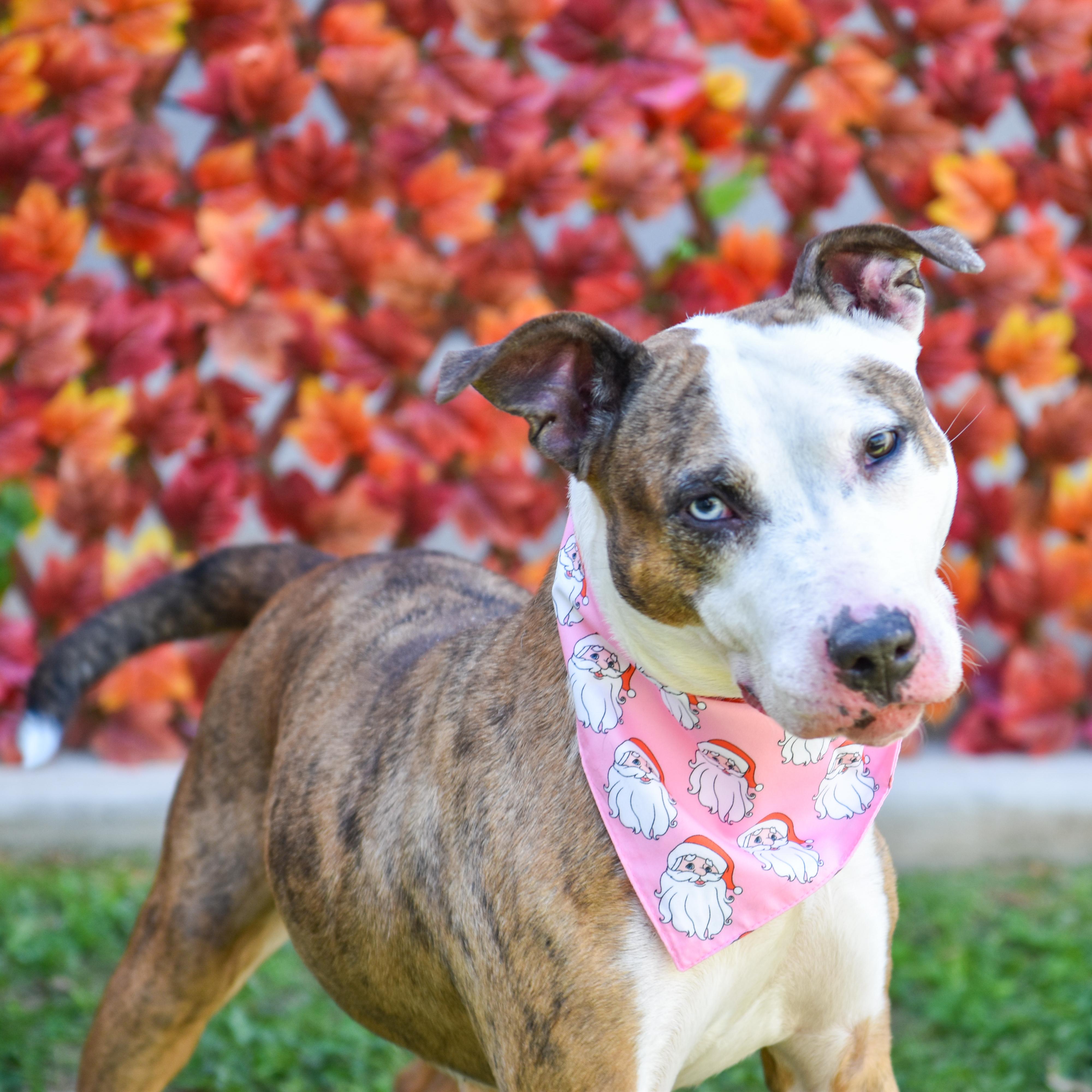 Bryndal, a Adoptable mixed breed in Lancaster, SC image 4/4