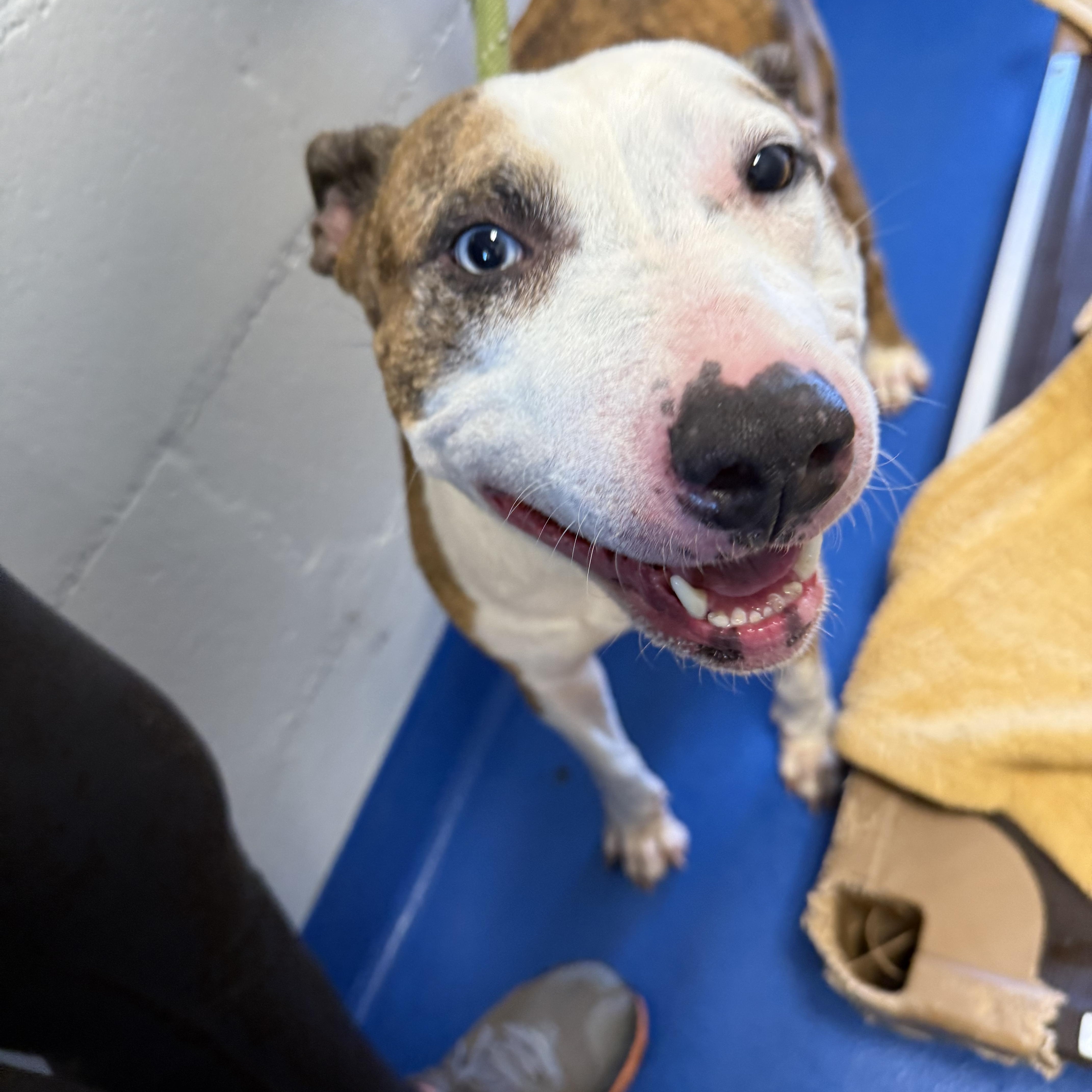 Bryndal, Adoptable, Adult Female Terrier.