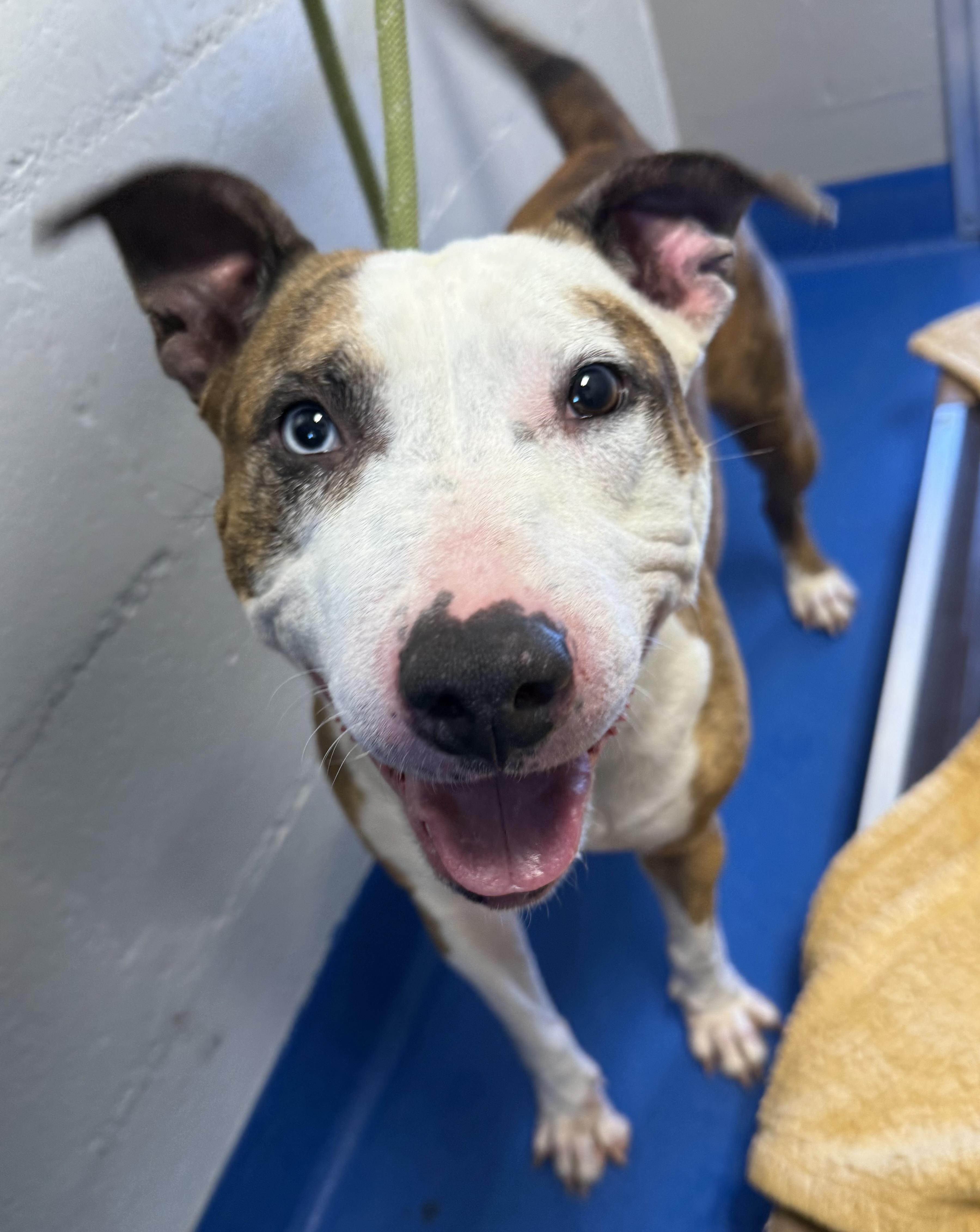 Bryndal, a Adoptable mixed breed in Lancaster, SC image 3/4