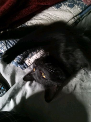 Toes, Adoptable, Adult Male Domestic Short Hair.