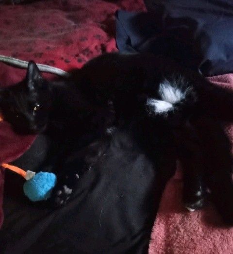 Toes, a Adoptable Domestic Short Hair in Garden City, MI image 2/6