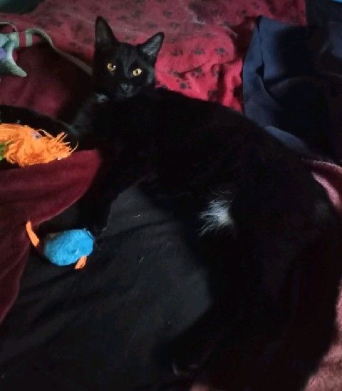 Toes, a Adoptable Domestic Short Hair in Garden City, MI image 3/6