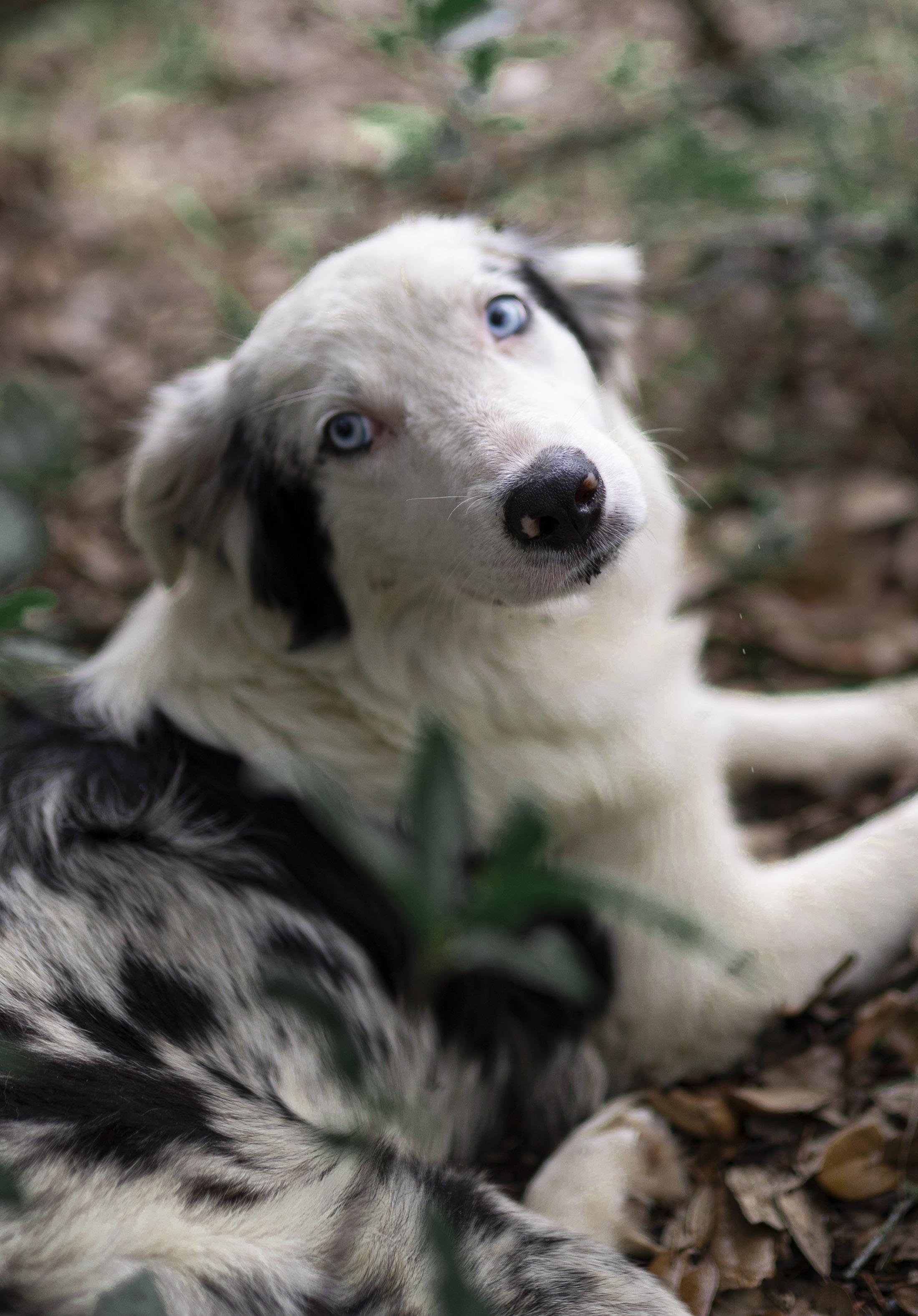 Everest "Evie", a Adoptable Border Collie in Driftwood, TX image 1/6
