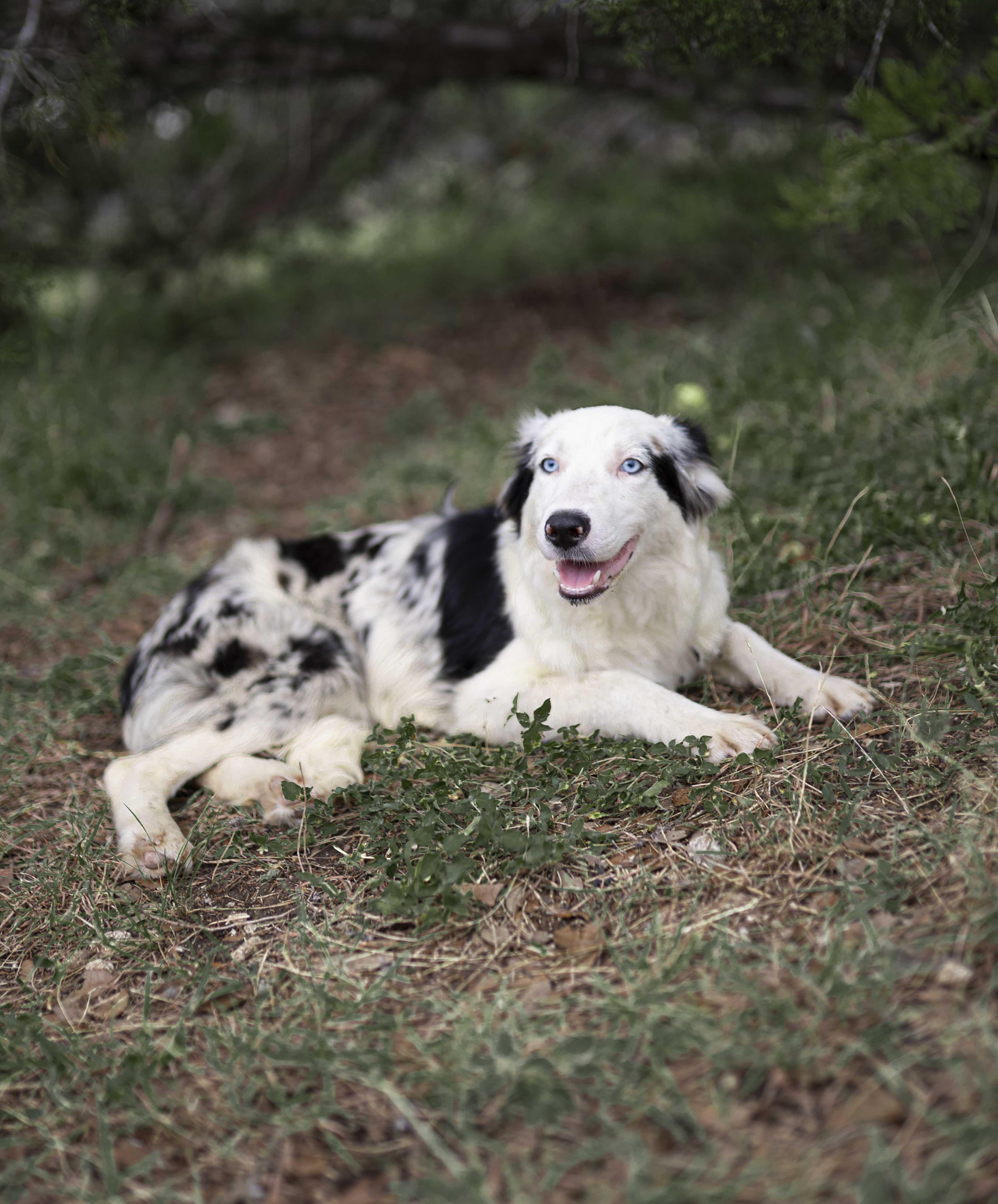 Everest "Evie", a Adoptable Border Collie in Driftwood, TX image 2/6
