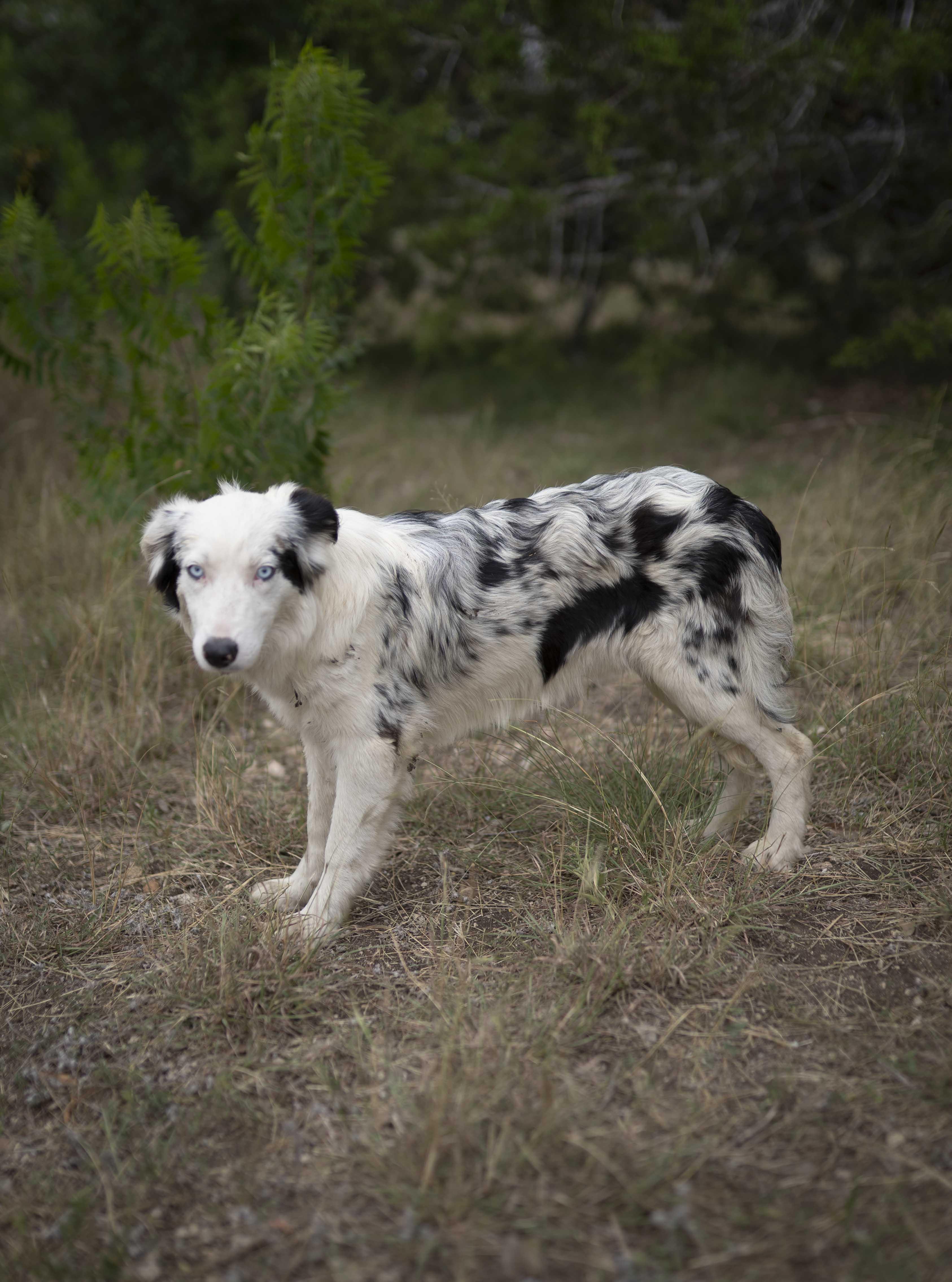Everest "Evie", a Adoptable Border Collie in Driftwood, TX image 4/6
