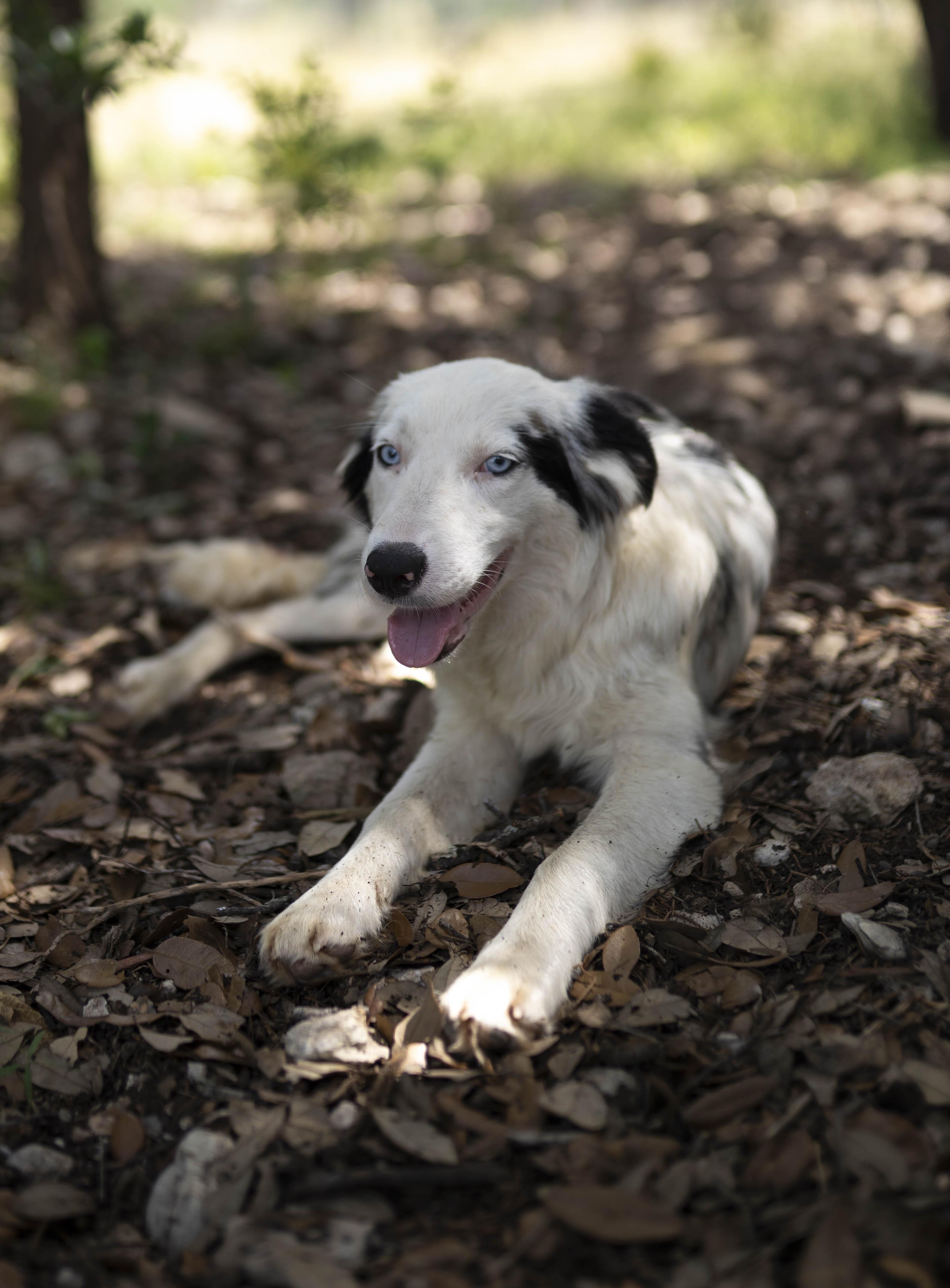 Everest "Evie", a Adoptable Border Collie in Driftwood, TX image 5/6