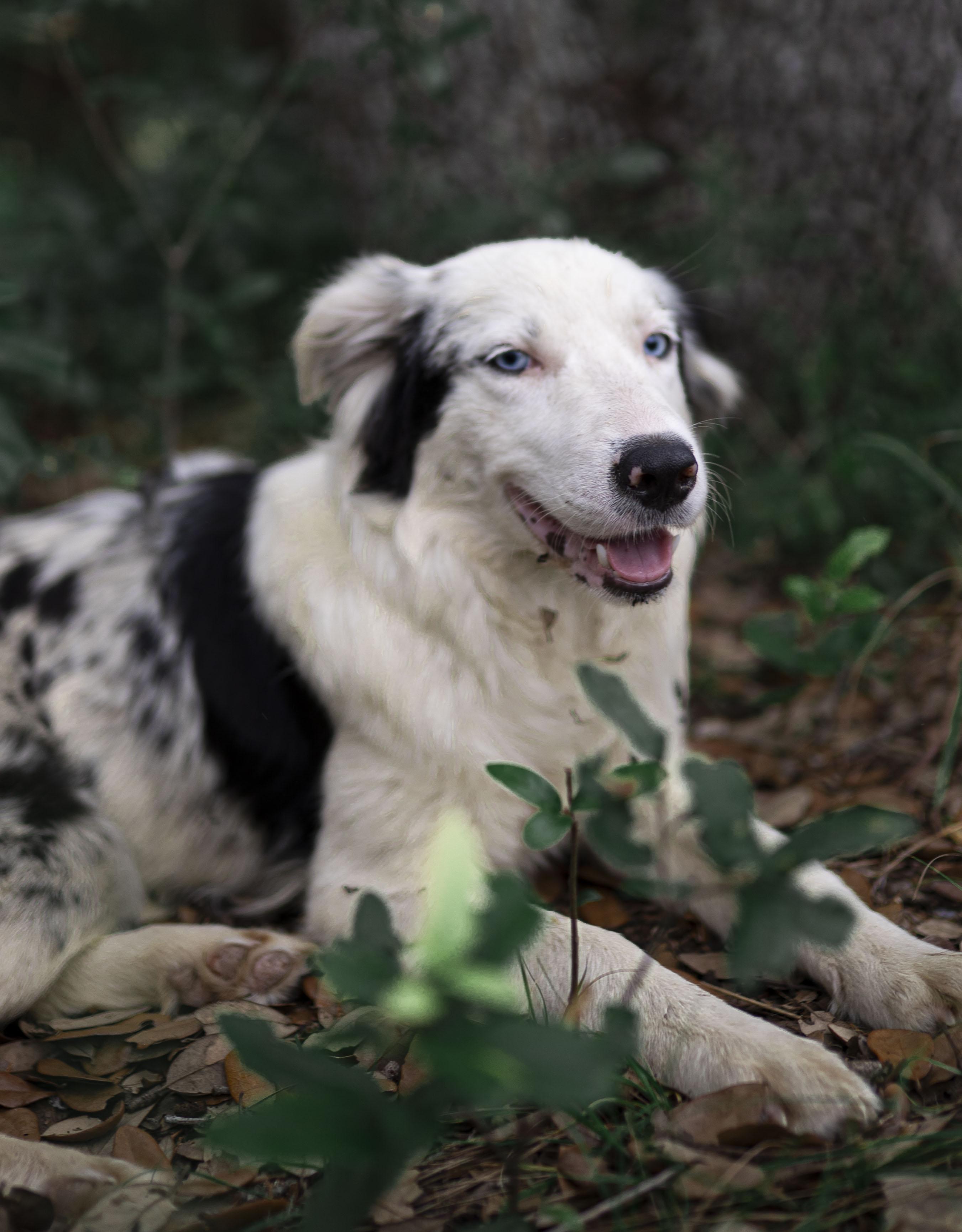 Everest "Evie", a Adoptable Border Collie in Driftwood, TX image 6/6