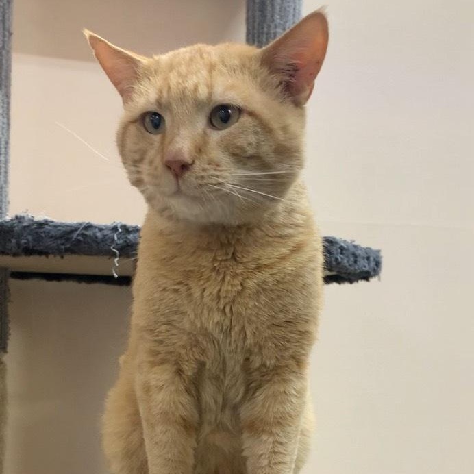 Blaze, an adoptable Domestic Short Hair in wetaskiwin, AB, t9a 2j4 | Photo Image 1