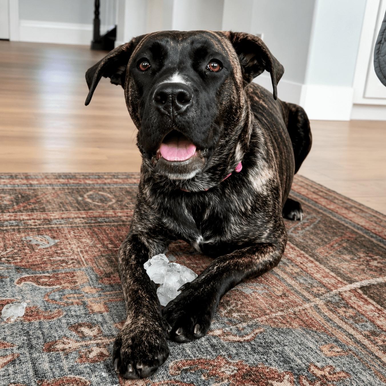 Stella, a ADOPTABLE mixed breed in Mead, CO image 1/3