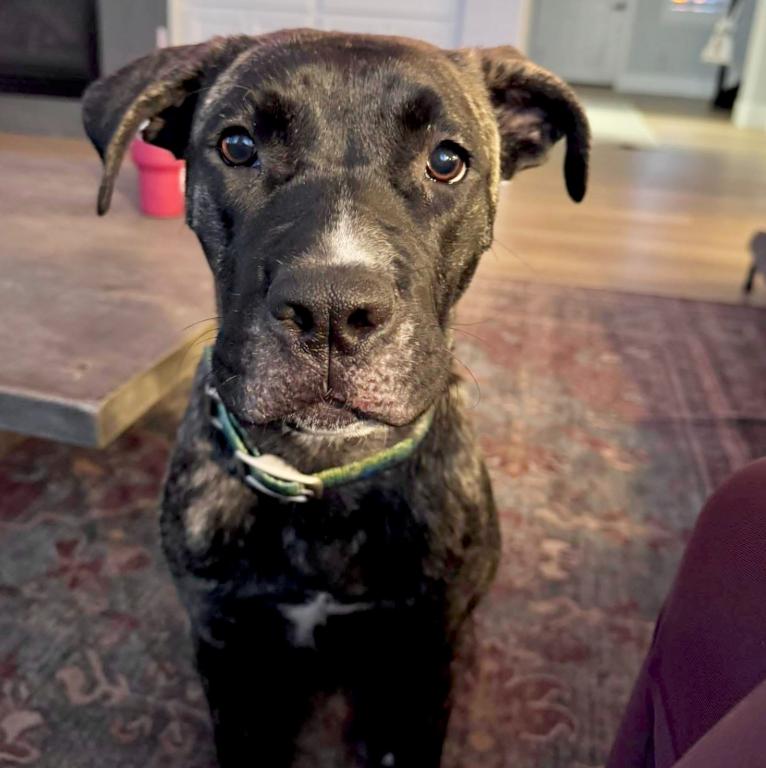 Enlarge Stella, a ADOPTABLE mixed breed in Mead, CO image 1/1