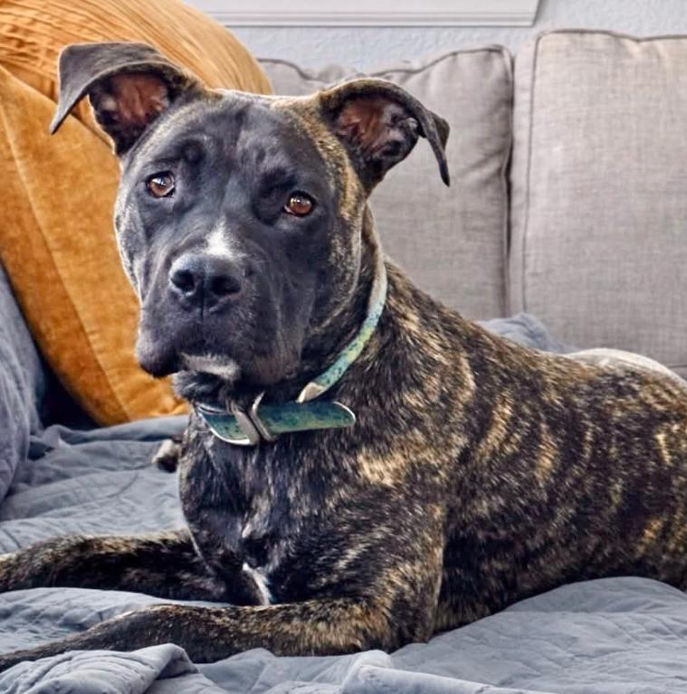 Enlarge Stella, a ADOPTABLE mixed breed in Mead, CO image 1/2