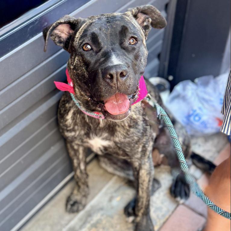 Stella, ADOPTABLE, Young Female Boxer & Mastiff.