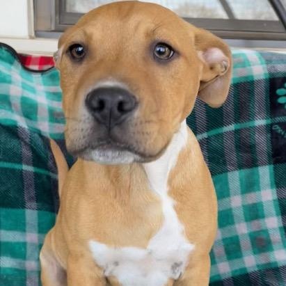 Meatball, ADOPTABLE, Young Male Labrador Retriever & Pit Bull Terrier.