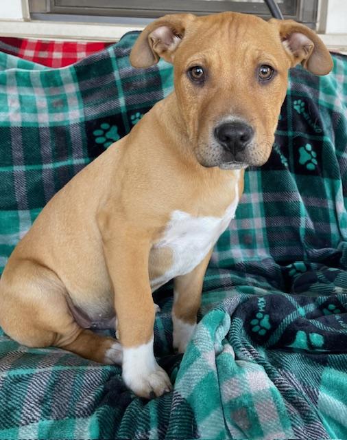 Enlarge Meatball, a ADOPTABLE mixed breed in Memphis, TN image 2/4