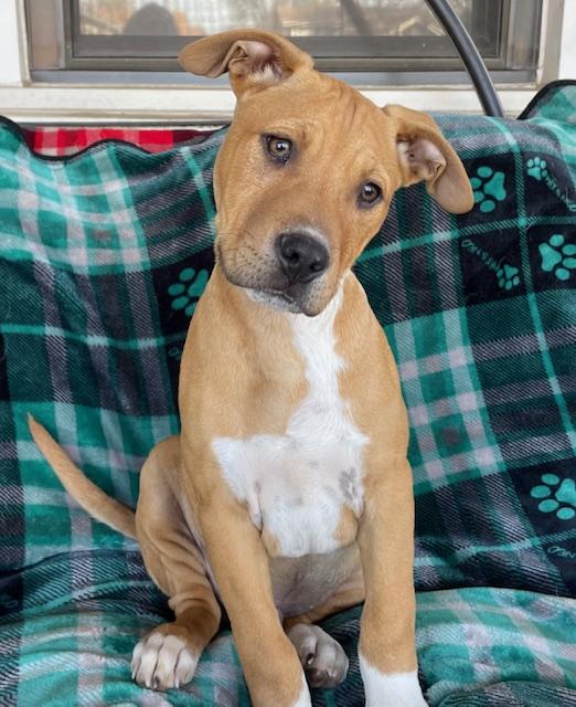 Enlarge Meatball, a ADOPTABLE mixed breed in Memphis, TN image 4/4