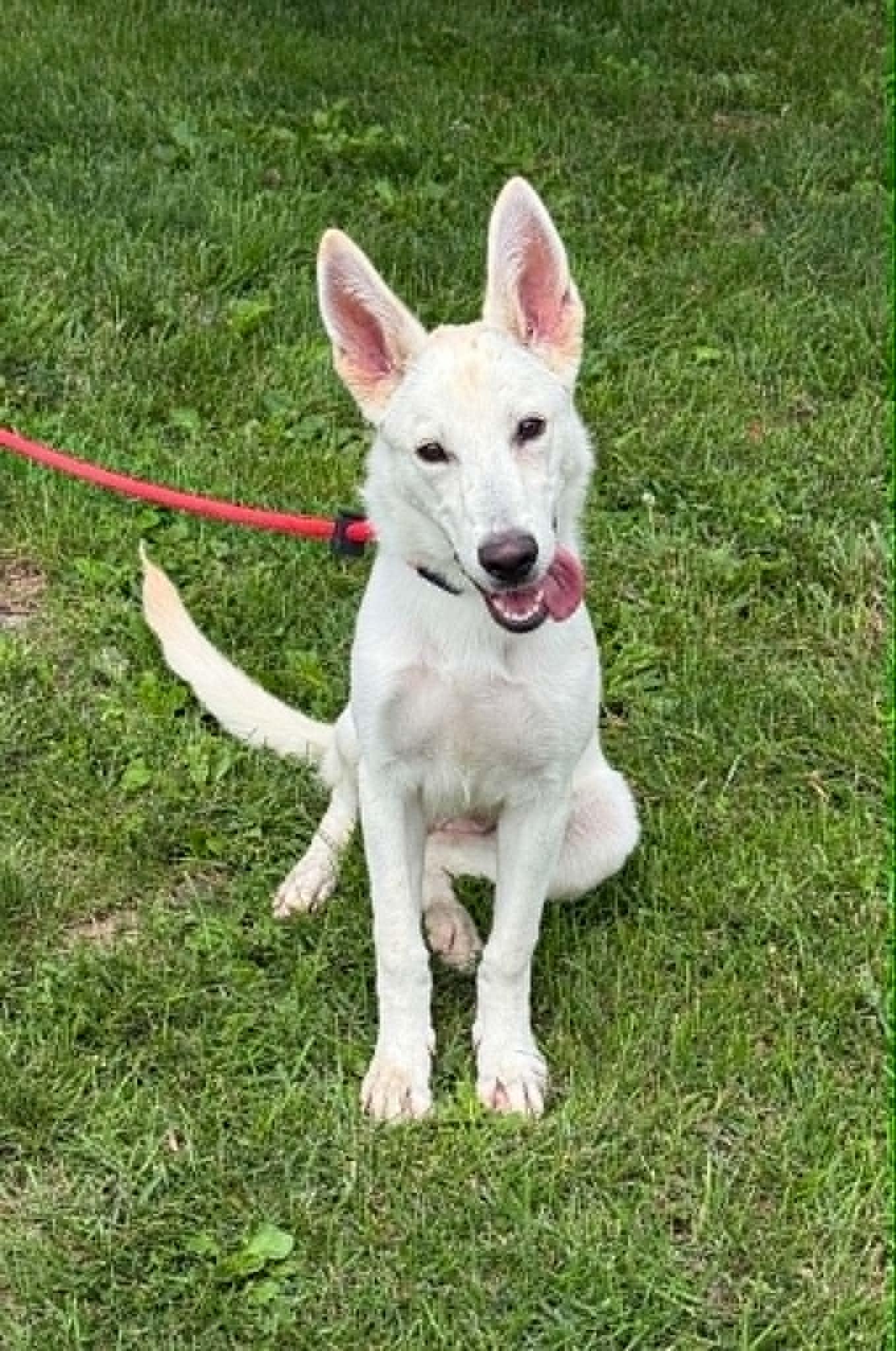Sugar, adopted, Young Female German Shepherd Dog.